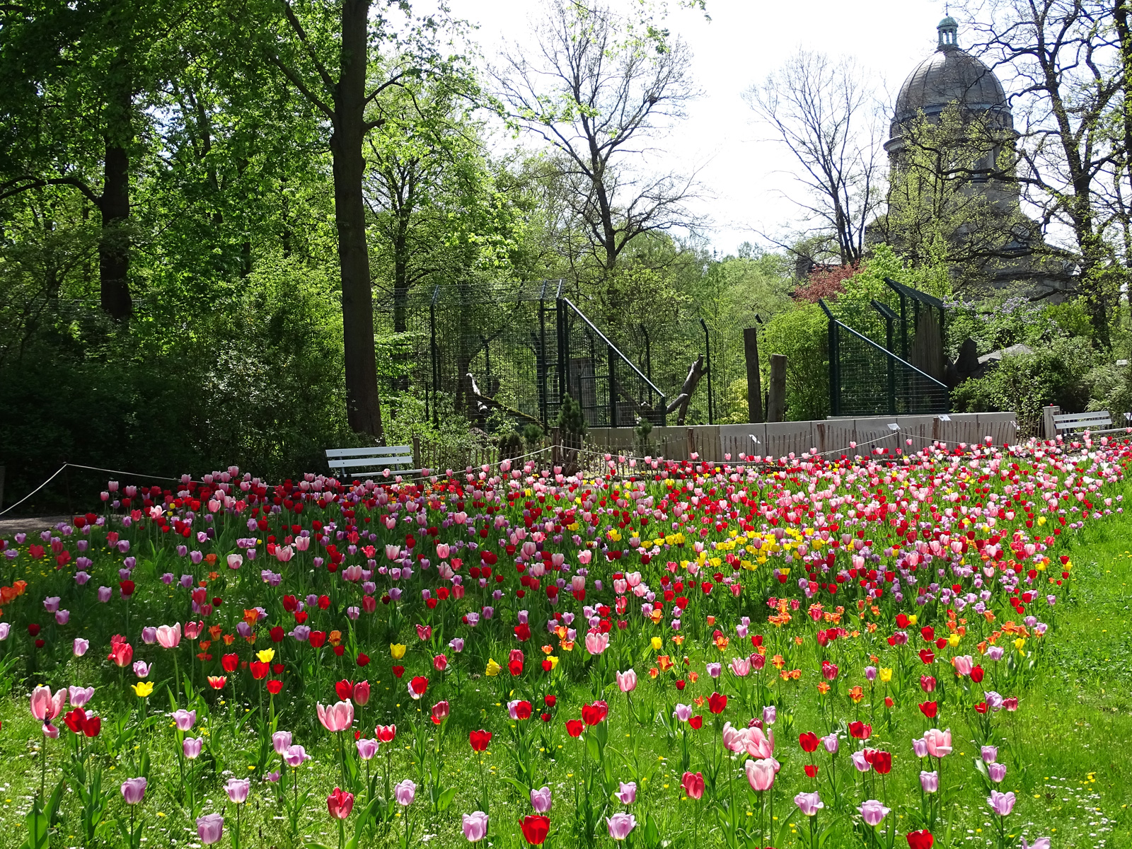 tierpark_blumen