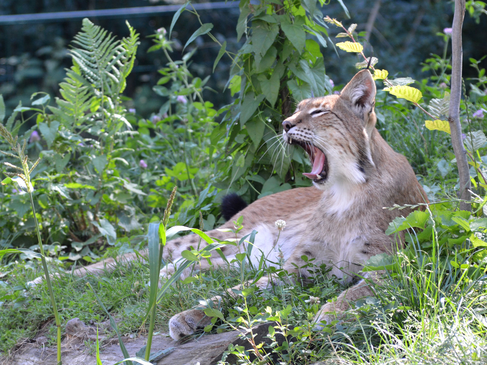 tierpark_luchs